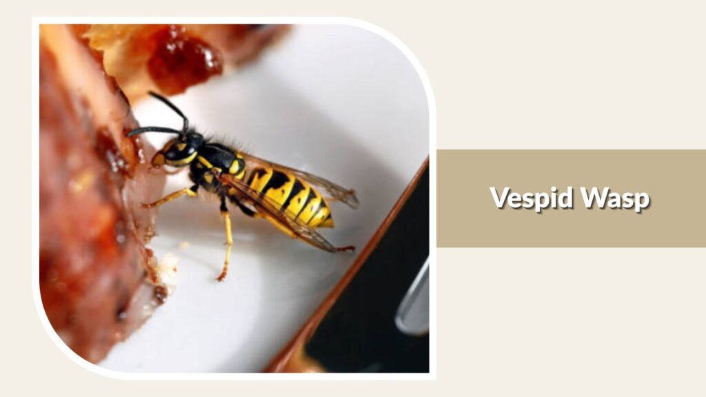 Vespid Wasp