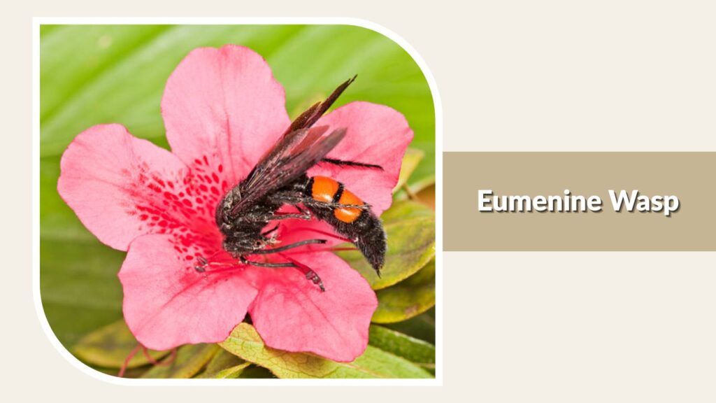 Eumenine Wasp