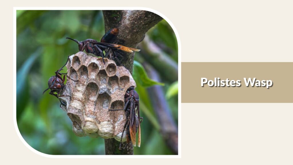 Polistes Wasp