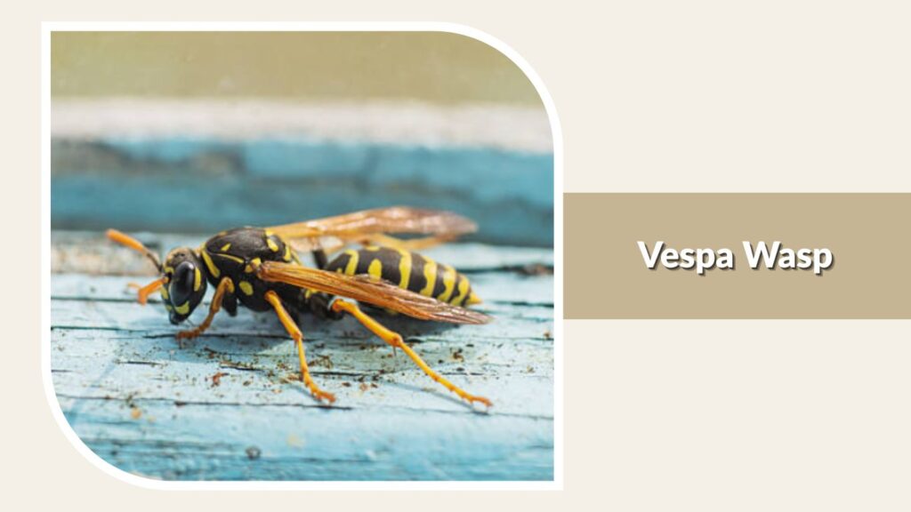 Vespa Wasp