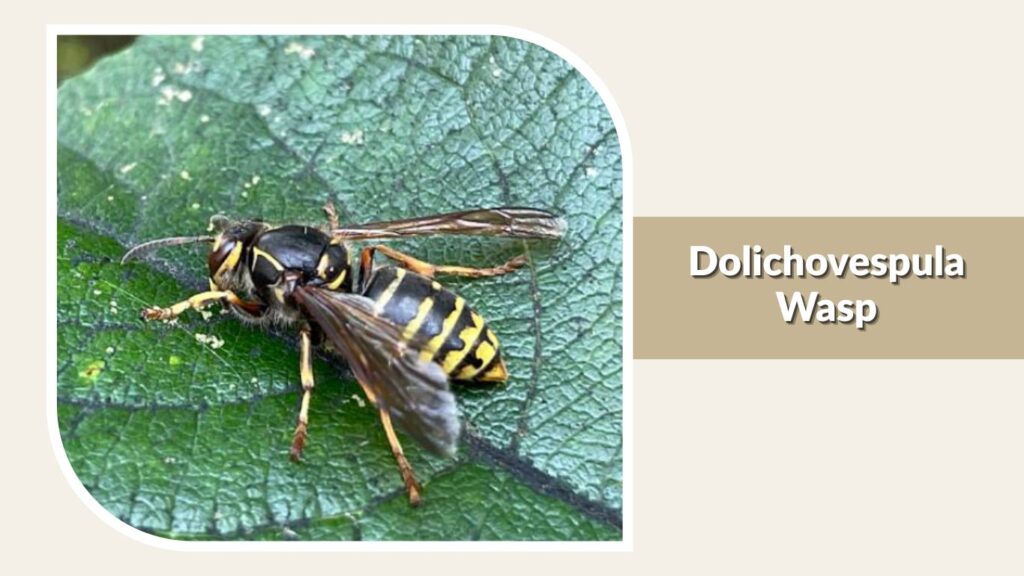 Dolichovespula Wasp