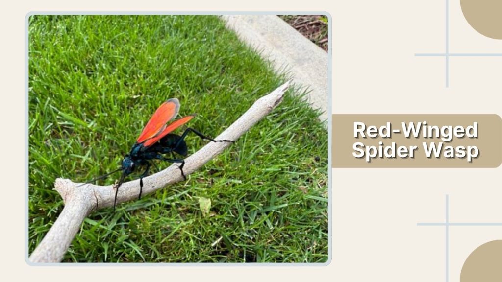 Red-Winged Spider Wasp