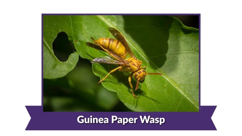 Guinea Paper Wasp