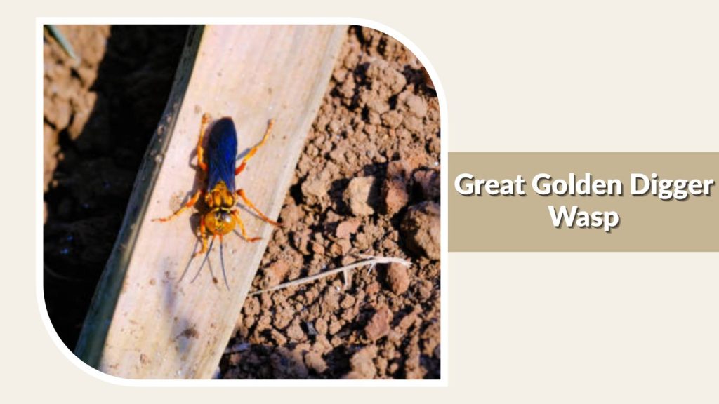 Great Golden Digger Wasp