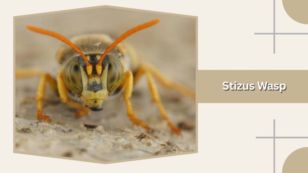 Stizus Wasp