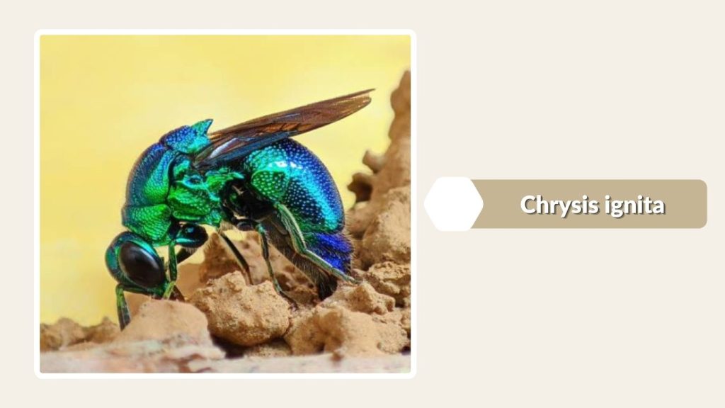 Chrysis ignita