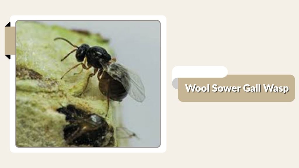 Wool Sower Gall Wasp