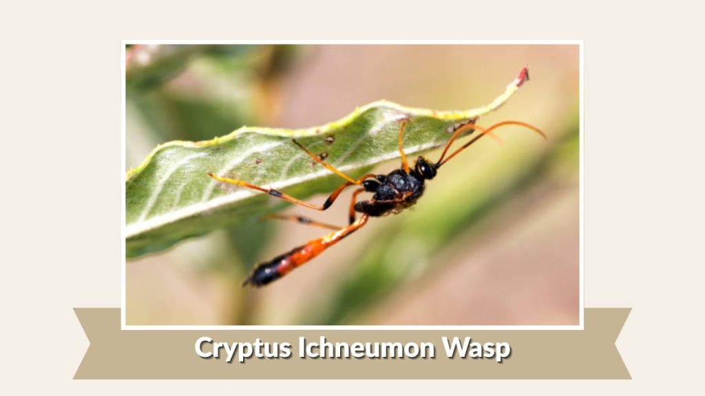 Cryptus Ichneumon Wasp