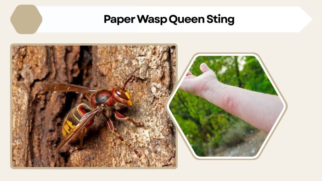 Paper Wasp Queen Sting: Can She Sting? How Dangerous Is It?