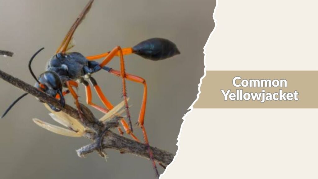 Common Yellowjacket