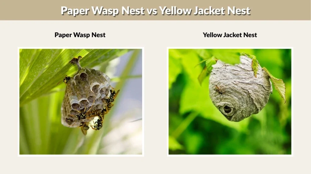 Paper Wasp Nest vs Yellow Jacket Nest