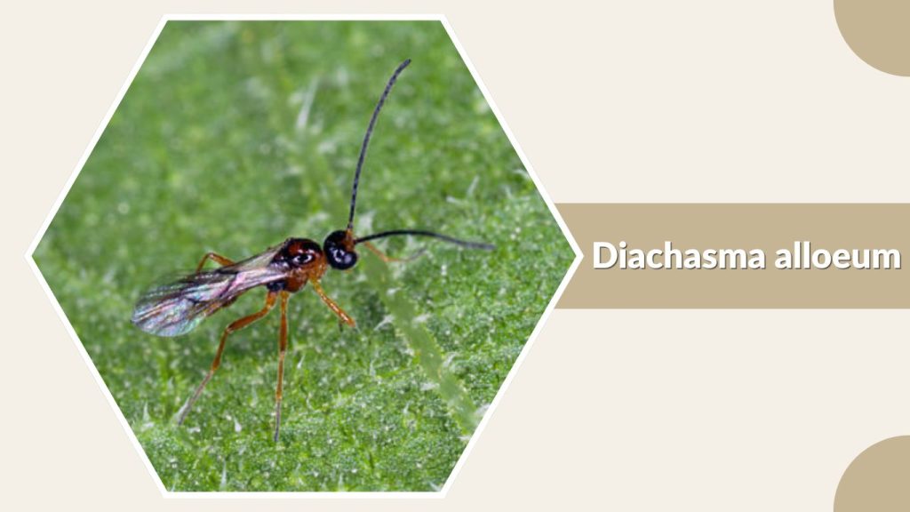 Diachasma alloeum