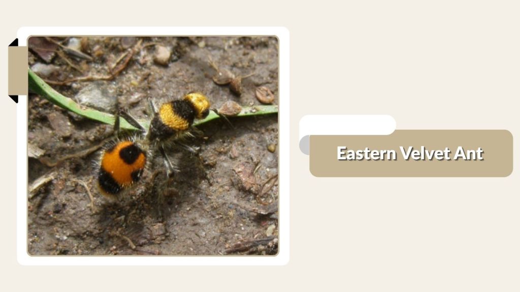 Eastern Velvet Ant