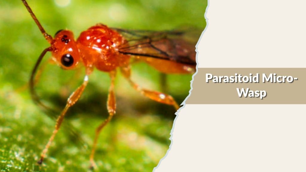 Parasitoid Micro-Wasp