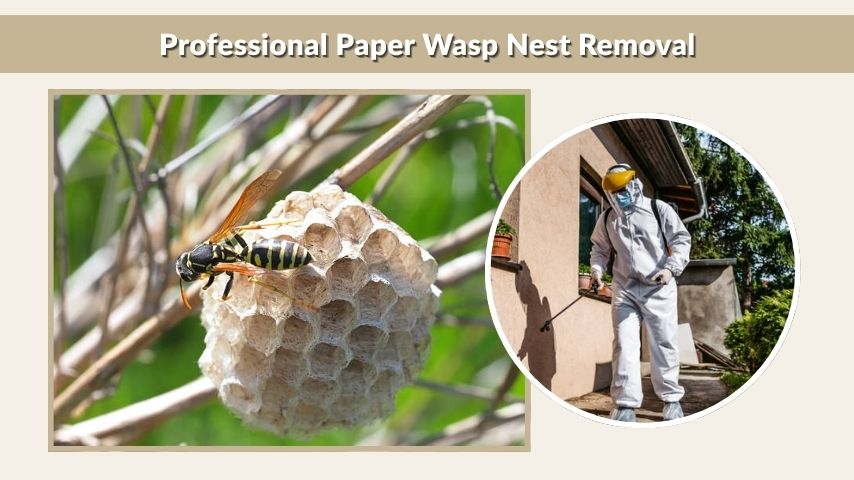 Professional Paper Wasp Nest Removal