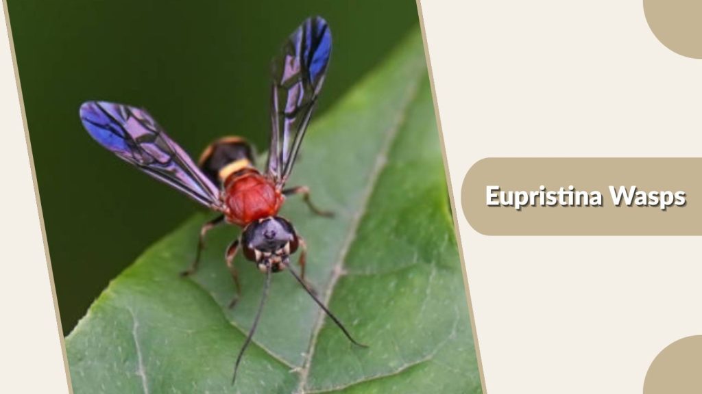 Eupristina Wasps