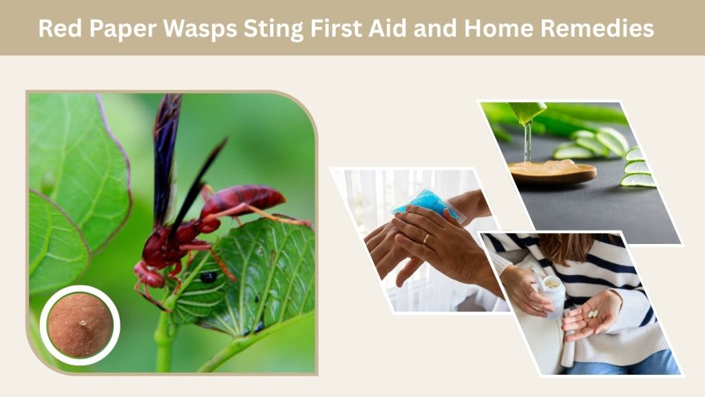 Red Paper Wasps Sting First Aid and Home Remedies