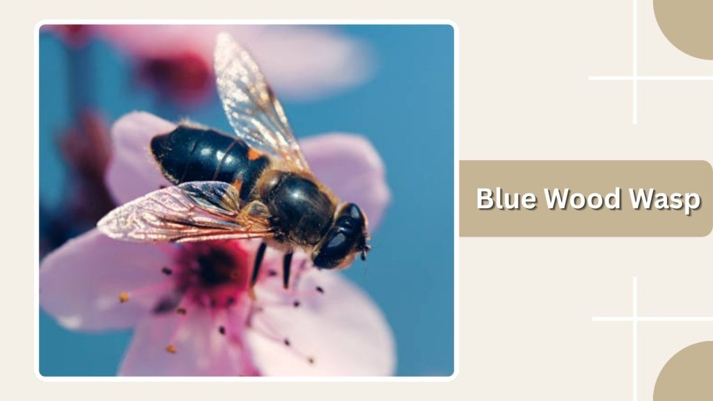 Blue Wood Wasp