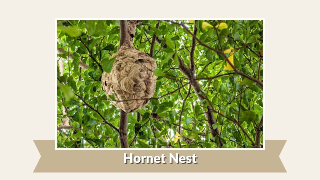 Hornet Nest