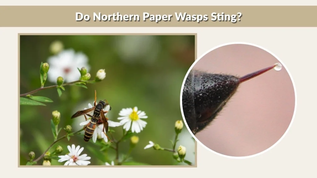 Do Northern Paper Wasps Sting?