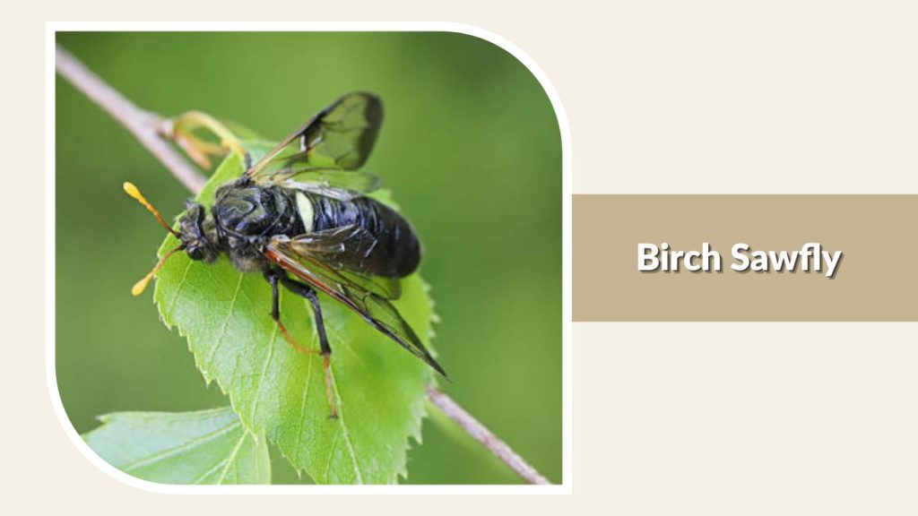 Birch Sawfly