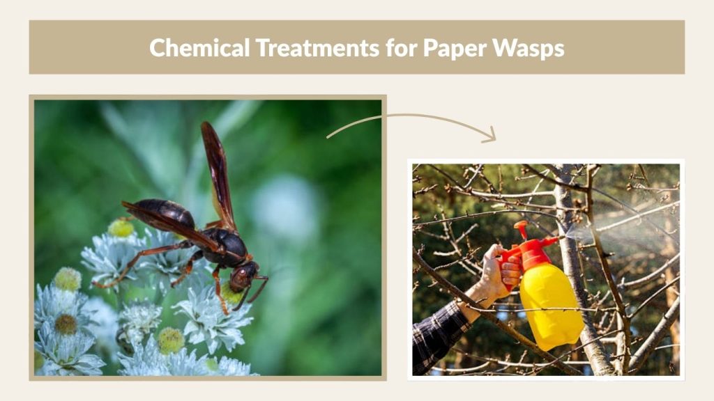 Chemical Treatments for Paper Wasps