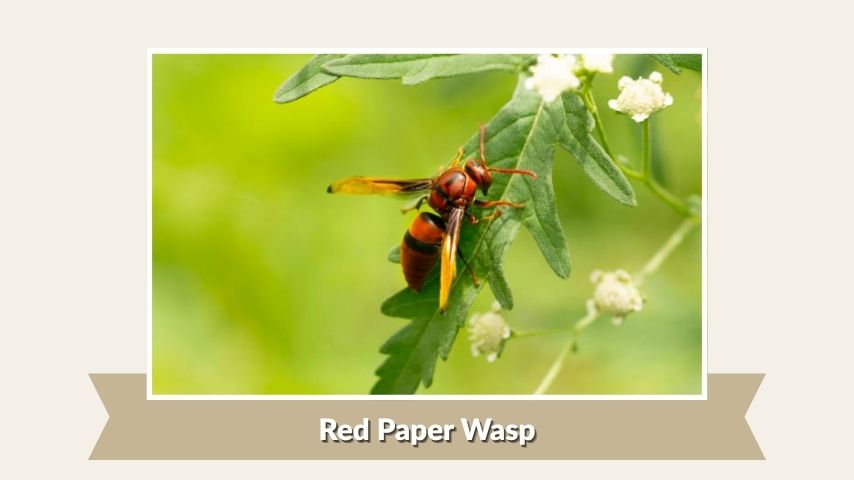 Red Paper Wasp