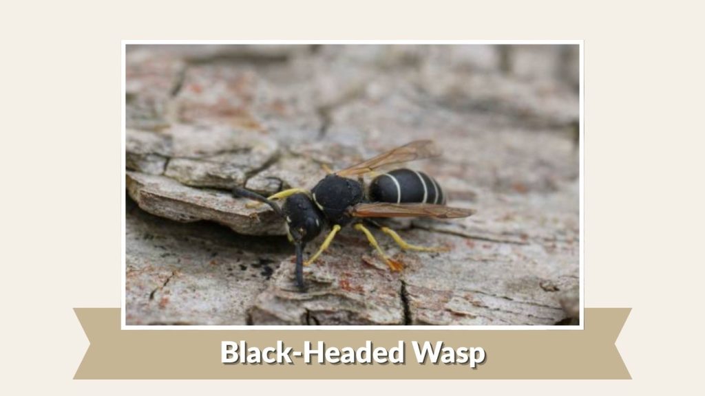 Black-Headed Wasp
