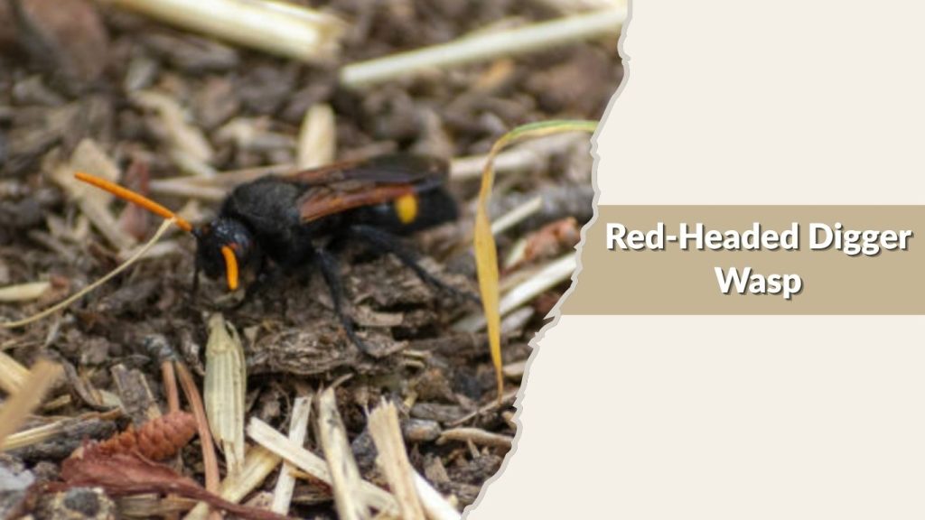 Red-Headed Digger Wasp