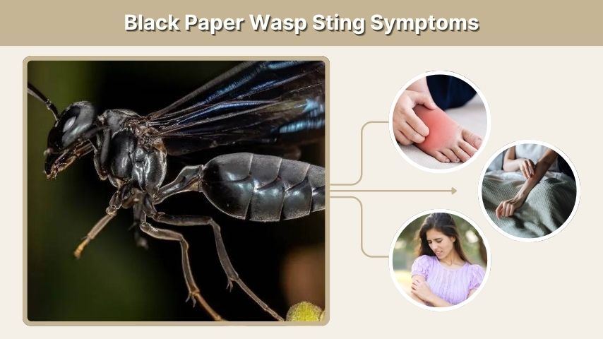 Black Paper Wasp Sting Symptoms