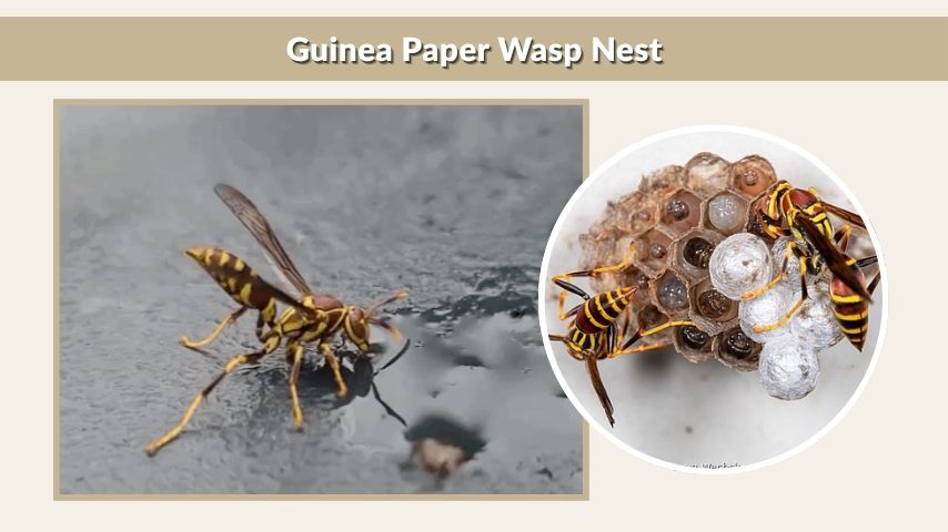 Guinea Paper Wasp Nest