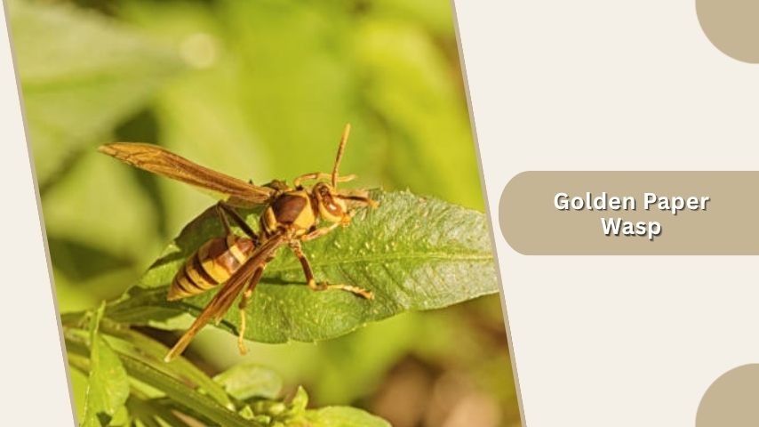 Golden Paper Wasp