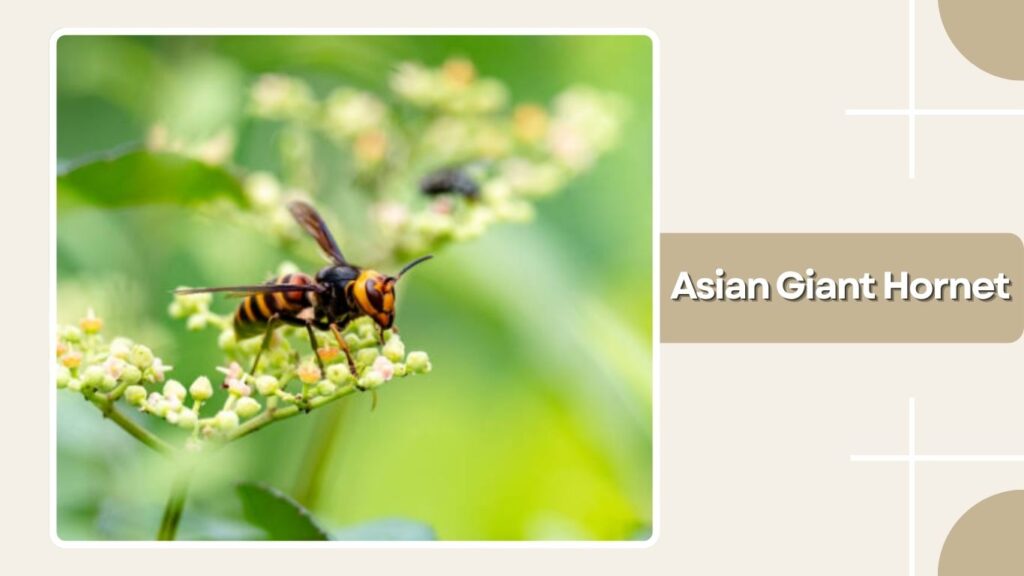 Asian Giant Hornet