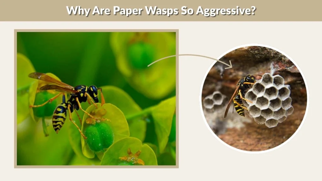 Why Are Paper Wasps So Aggressive?