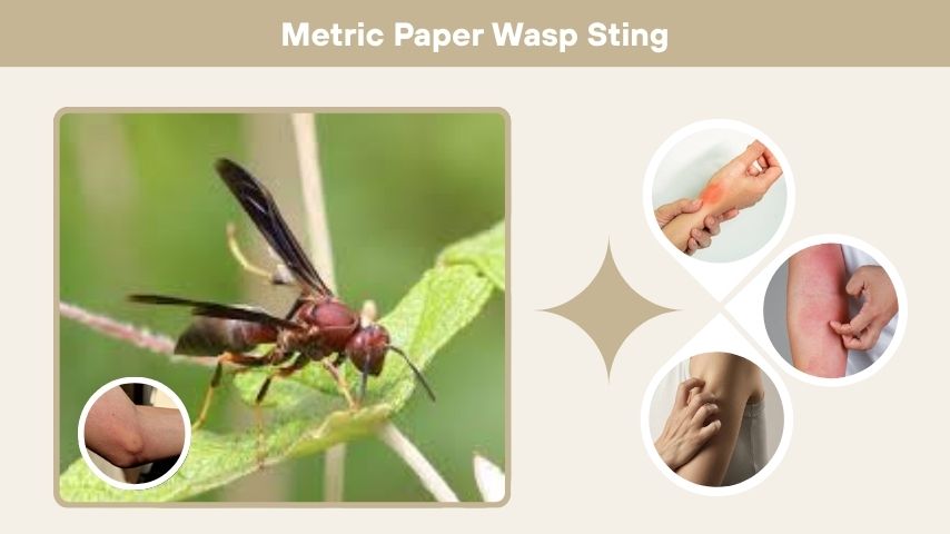 Metric Paper Wasp Sting