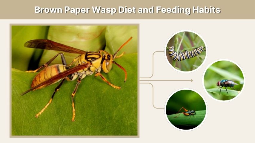 Brown Paper Wasp Diet and Feeding Habits