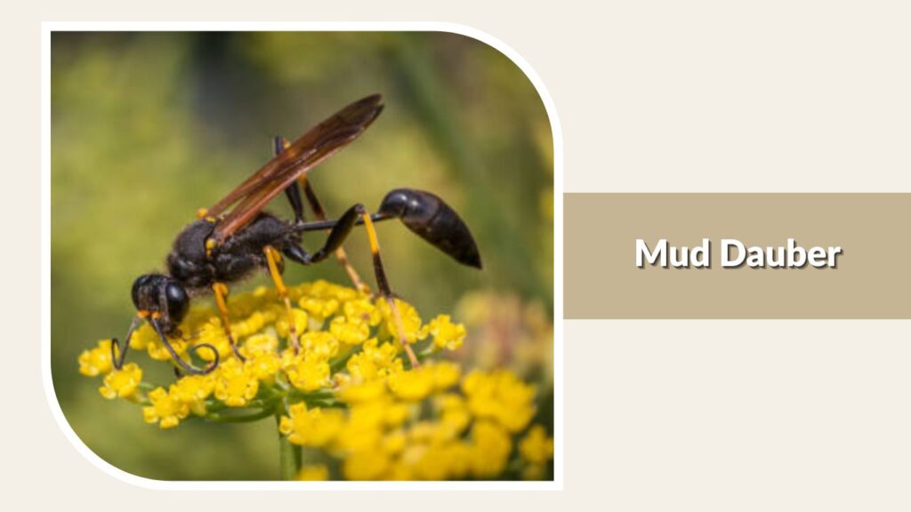 Mud Dauber