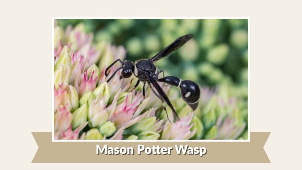 Mason Potter Wasp