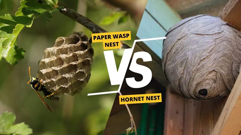 Paper Wasp Nest vs Hornet Nest