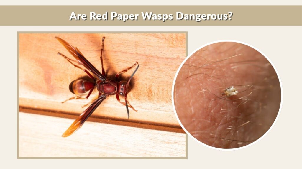 Are Red Paper Wasps Dangerous?