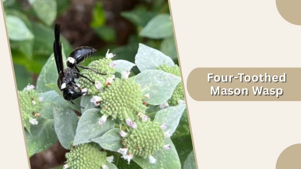 Four-Toothed Mason Wasp
