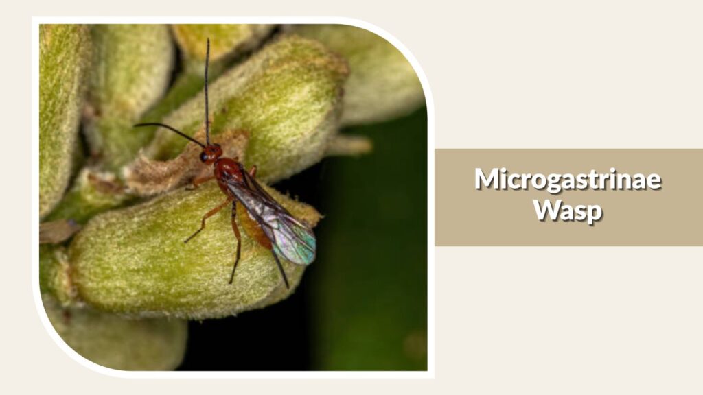 Microgastrinae Wasp