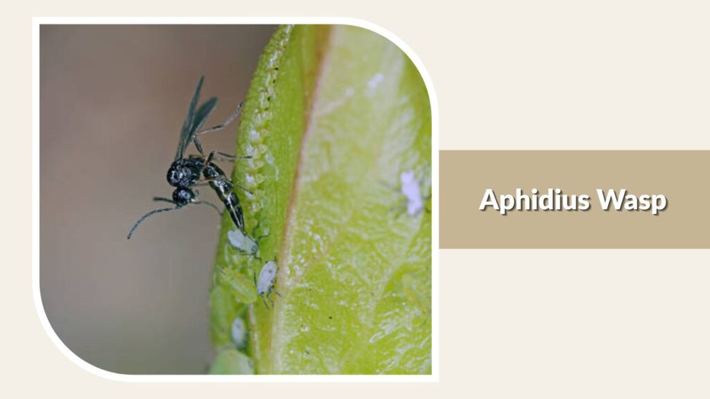 Aphidius Wasp
