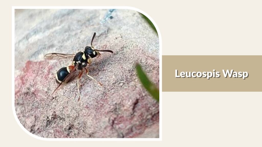 Leucospis Wasp