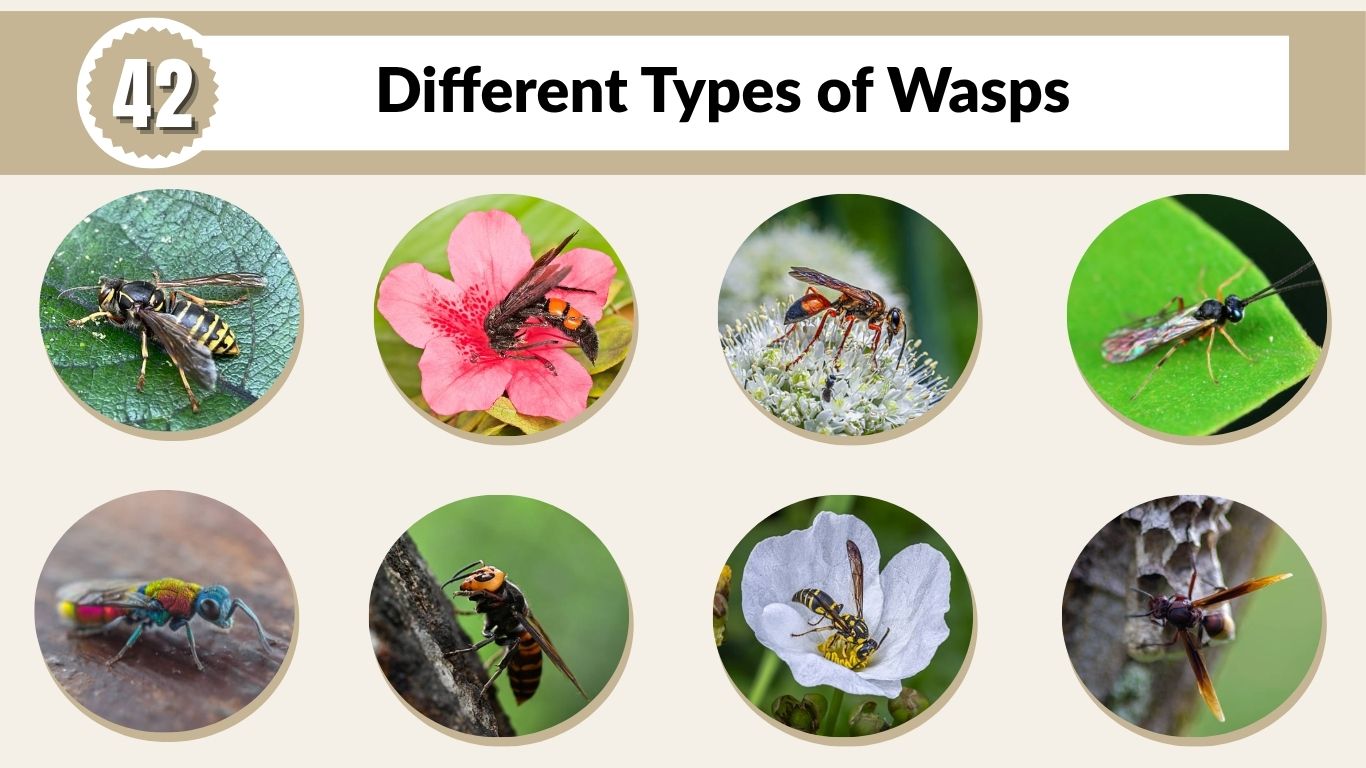 42 Different Types of Wasps: Identification with Pictures