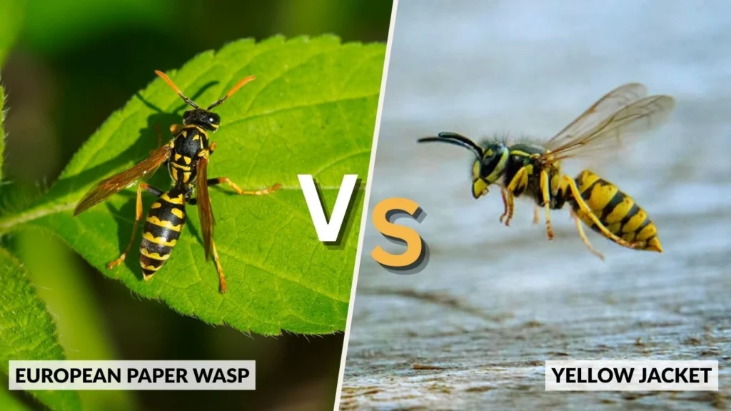 European Paper Wasp vs Yellow Jacket