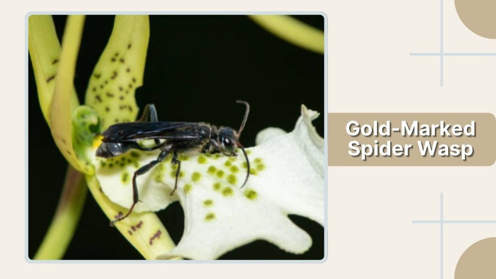 Gold-Marked Spider Wasp