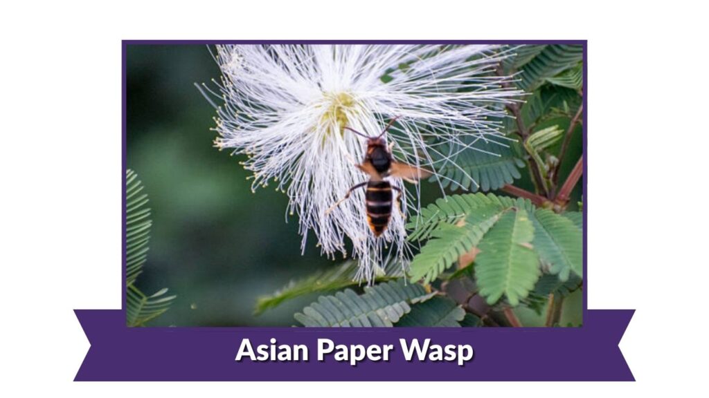 Asian Paper Wasp