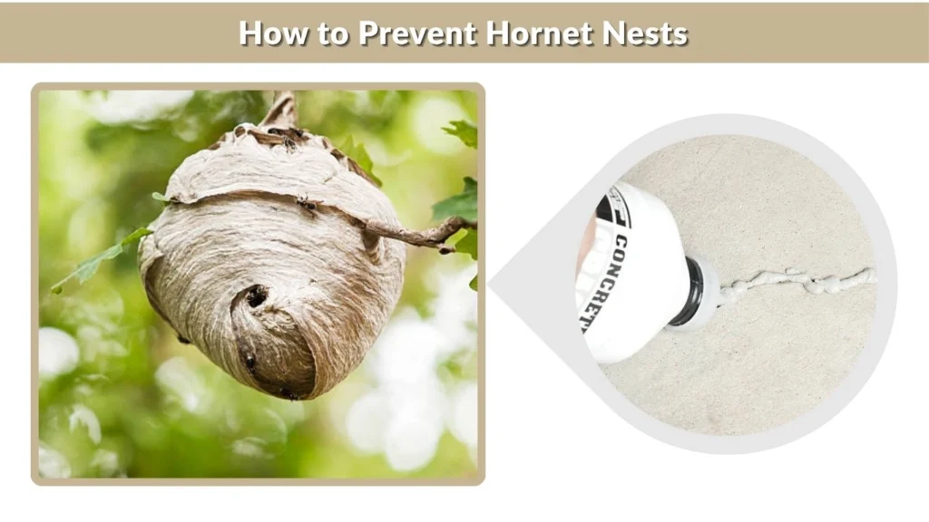 How to Prevent Hornet Nests