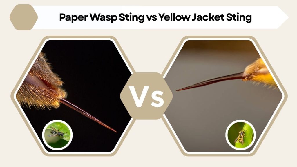 Paper Wasp Sting vs Yellow Jacket Sting